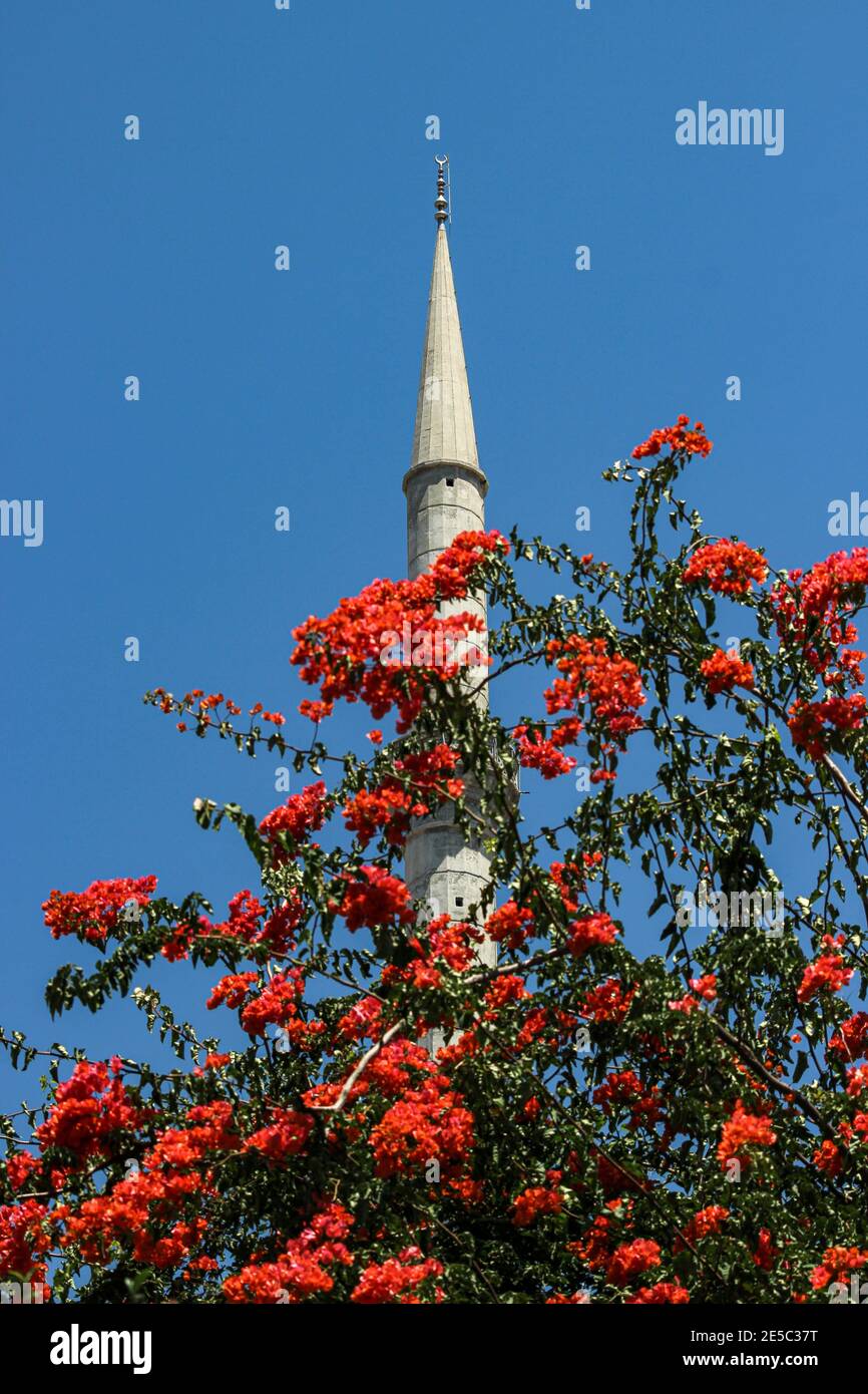 Minareto turco dietro l'albero fiorito e contro il cielo blu chiaro in Alanya, Turchia Foto Stock