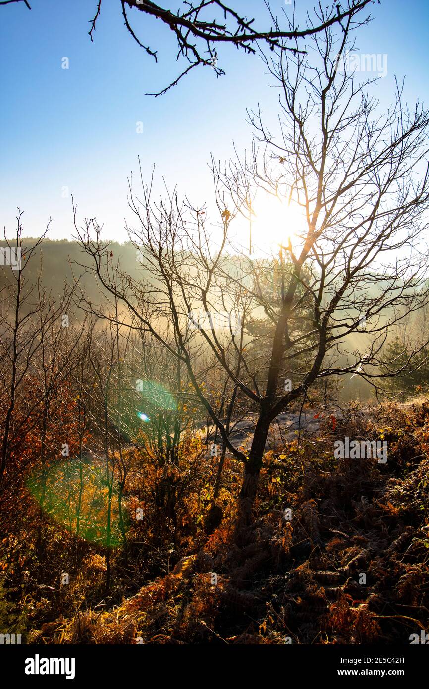 Splendido paesaggio autunnale mattutino con lente svasata, foglie cadute tutto intorno Foto Stock