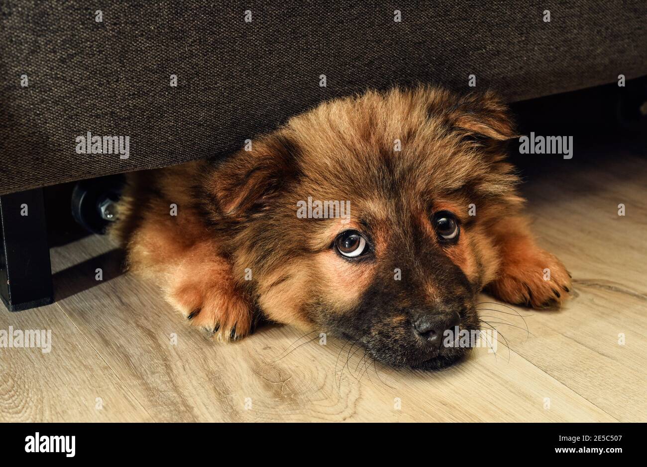 cucciolo di chow-chow offended nascose sotto il divano e bloccato fuori il suo viso, cucciolo di chow con capelli rossi con lingua viola e orecchie nere, carino doggie. Alta Foto Stock