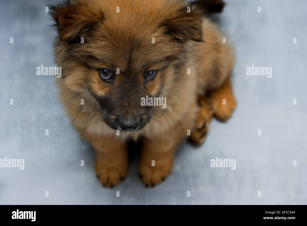 cucciolo di chow-chow obese si siede su uno sfondo grigio-blu, cucciolo di chow-chow rosso con lingua viola e orecchie nere, carino doggie Foto Stock