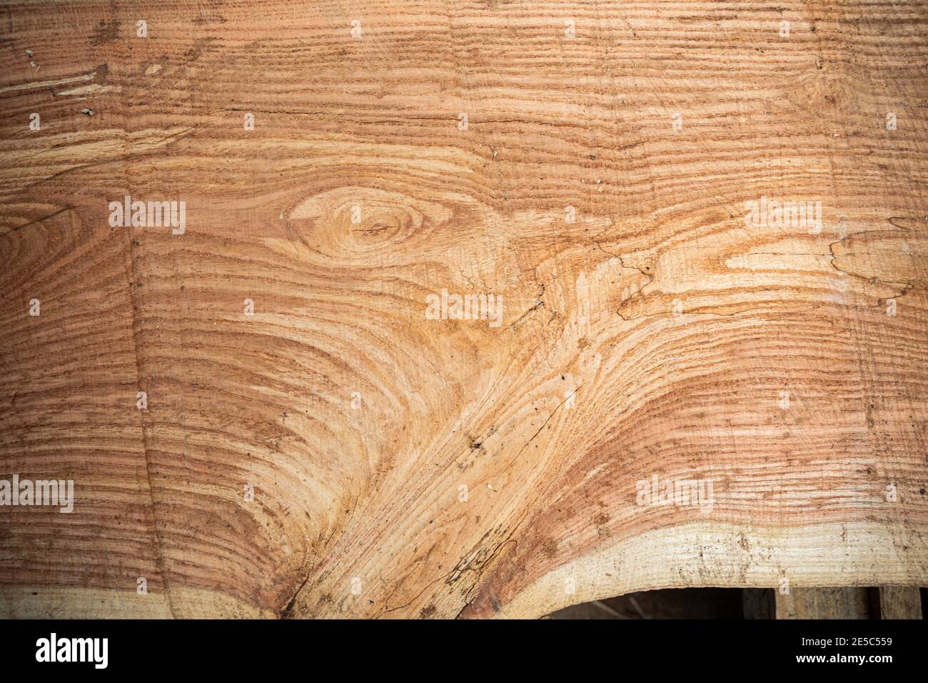 Grano di legno di locusto nero. Foto Stock