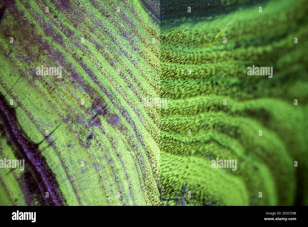 Il grano di legno nero di locusta sotto la luce UV, che mostra la fluorescenza verde caratteristica. Dettaglio dello spigolo. Foto Stock
