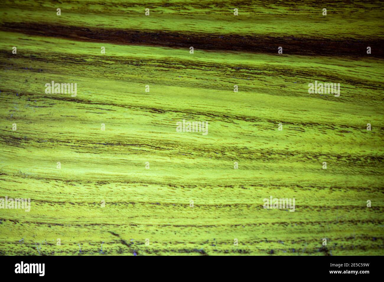 Il grano di legno di locusto nero sotto la luce UV, che mostra la caratteristica fluorescenza verde. Foto Stock