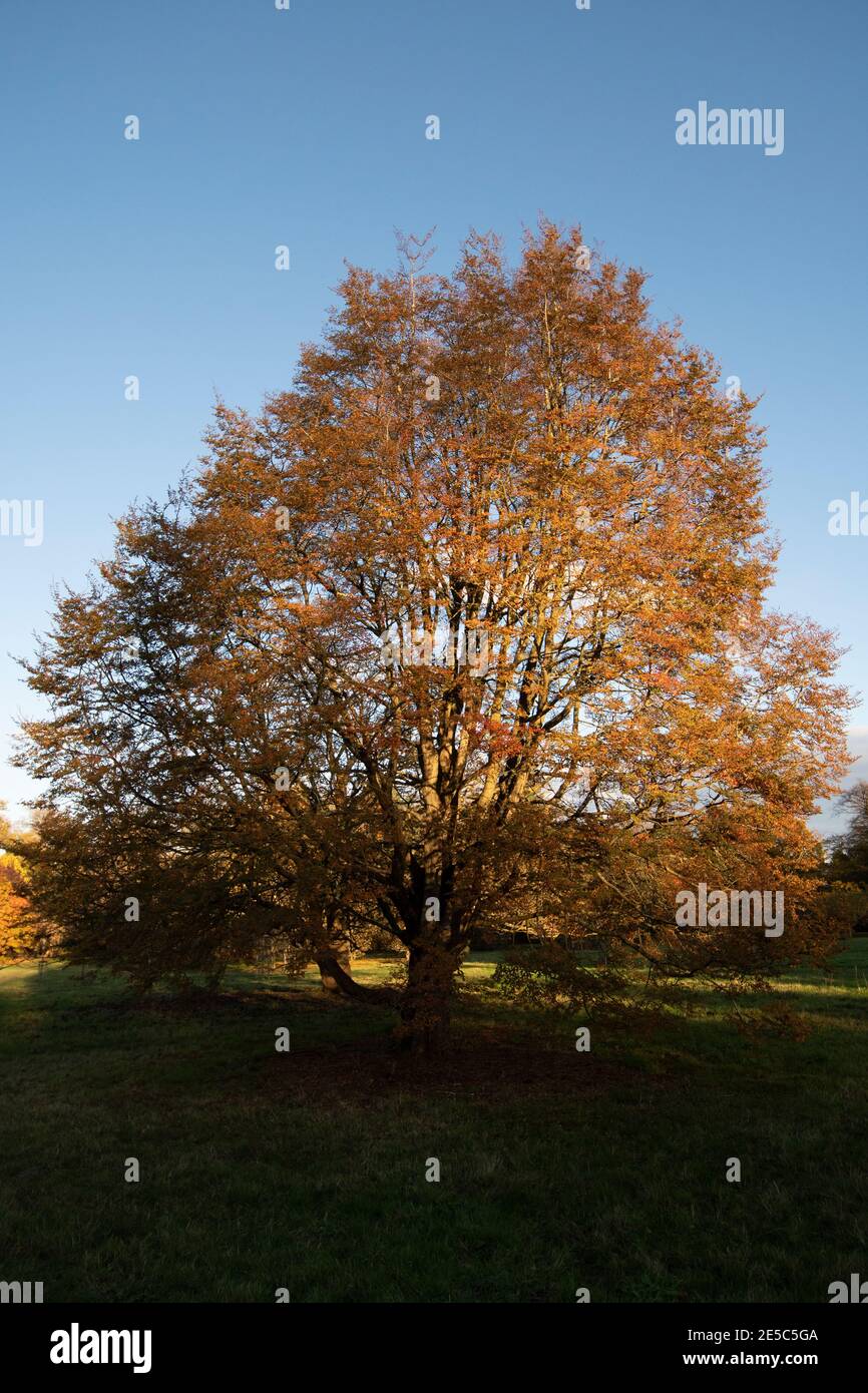 Albero ancora in foglia in autunno sole - Reading, Berkshire, Inghilterra, Regno Unito Foto Stock