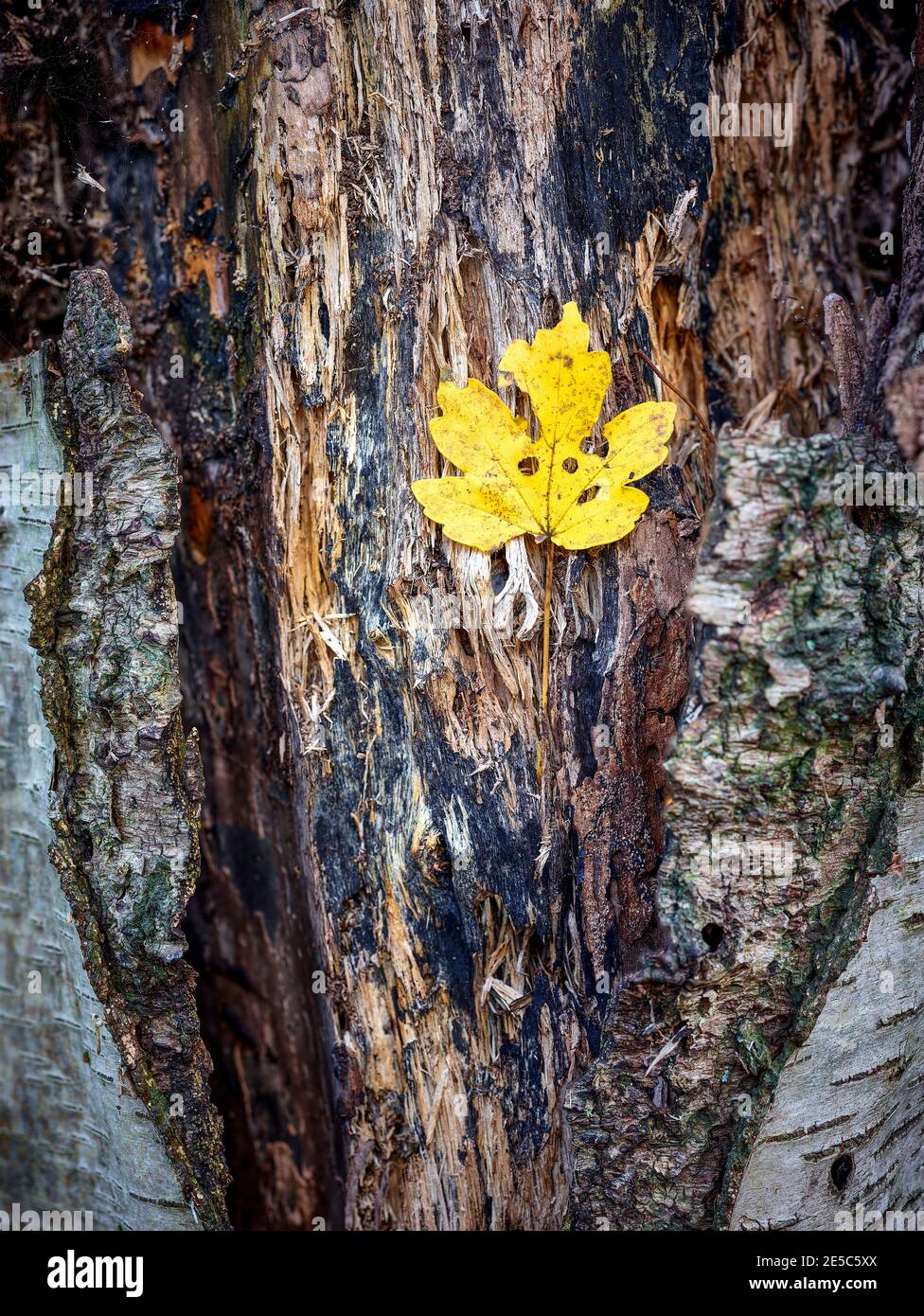 Singola foglia autunnale caduta contro la forza di una testurizzata E l'albero di Birch guasto Foto Stock