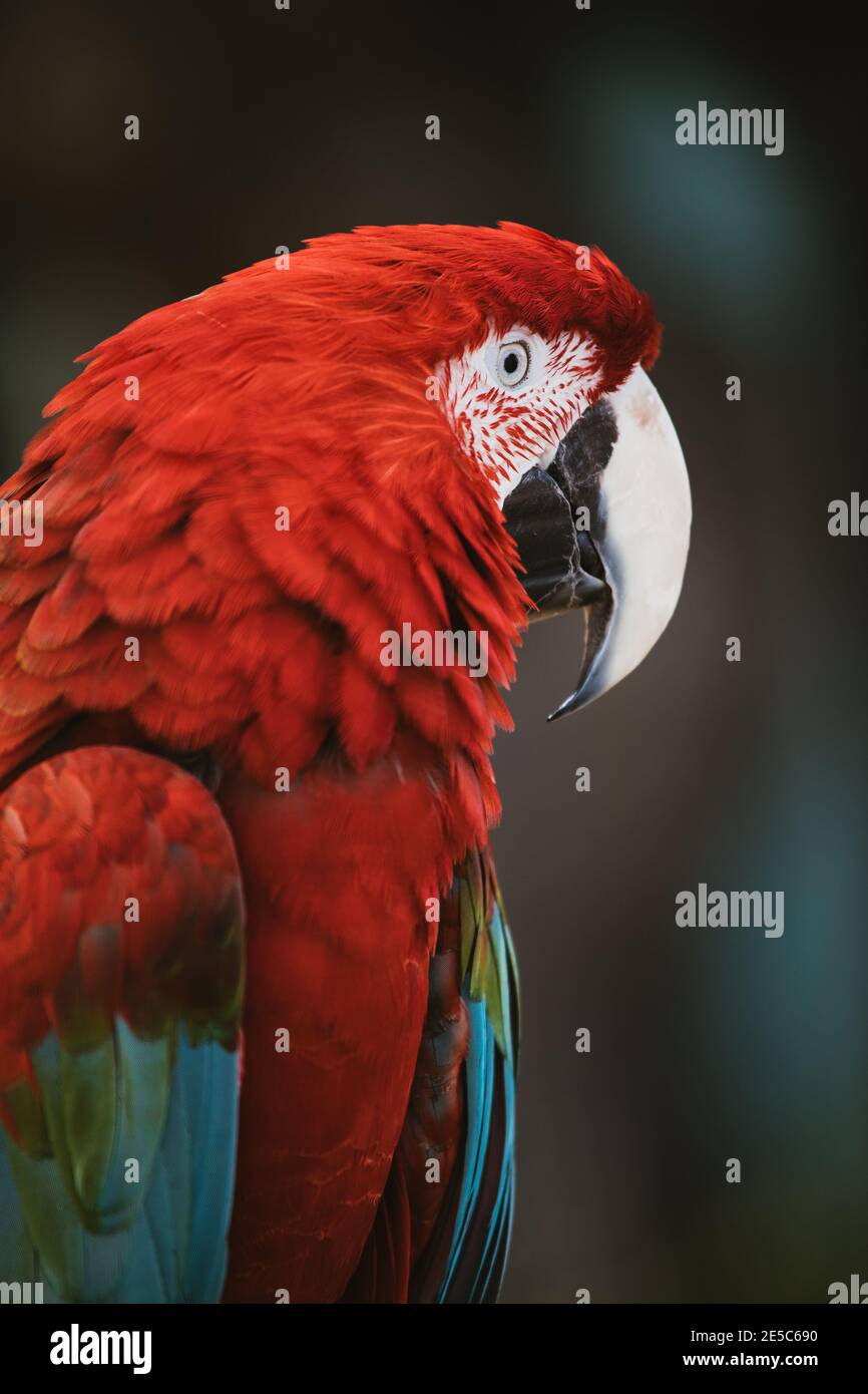 Pappagallo scarlatto macaw da vicino nella natura selvaggia all'aperto Foto Stock