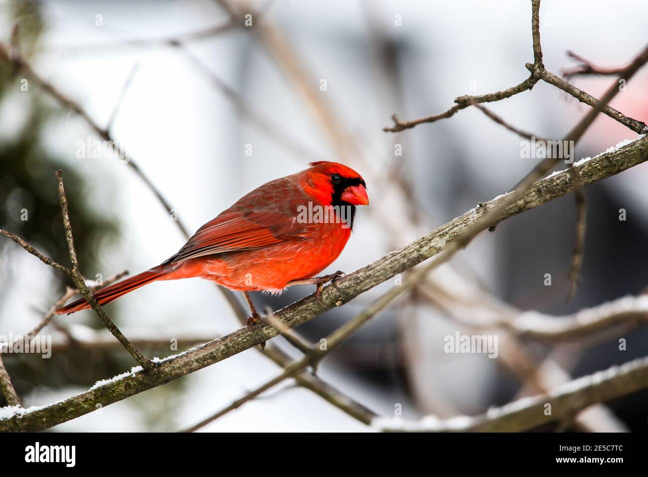 Maschio cardinale rosso che mangia sull'alimentatore di uccelli Foto Stock
