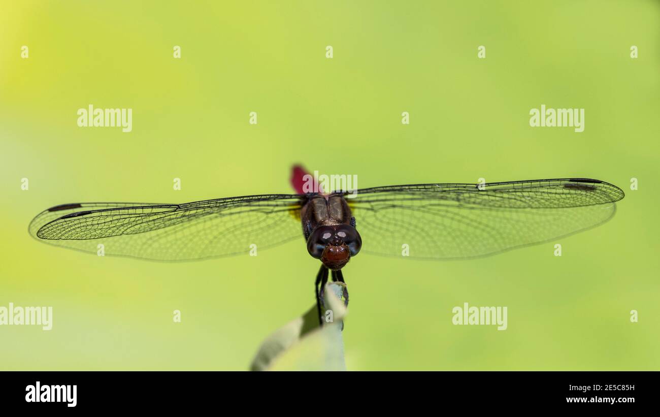 Primo piano della foto di una Dragonfly rossa a riposo Foto Stock