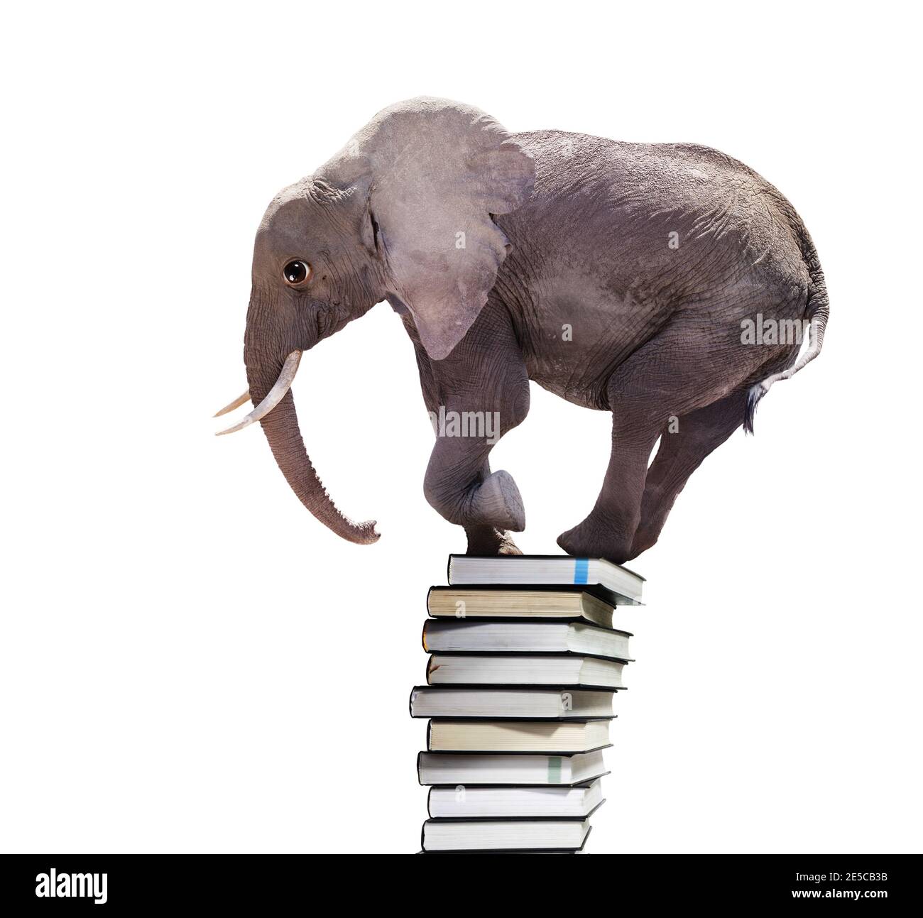 Big African elefante stand equilibrare sul pelo mostra libri concetto di conoscenza isolato su bianco Foto Stock