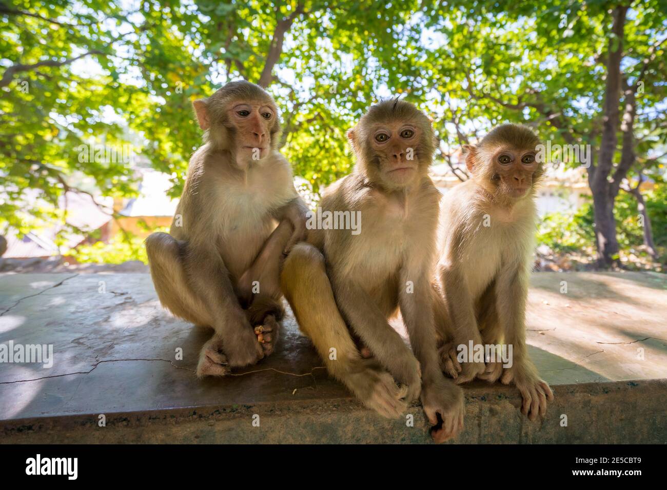 Scimmie a HPO Win Daung Caves (Aka Phowintaung Caves), Monywa, Foto Stock