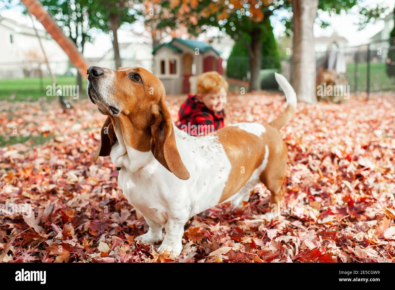 Hound cane si leva in foglia palo e sniffs aria mentre ragazzo si siede dietro di lui Foto Stock