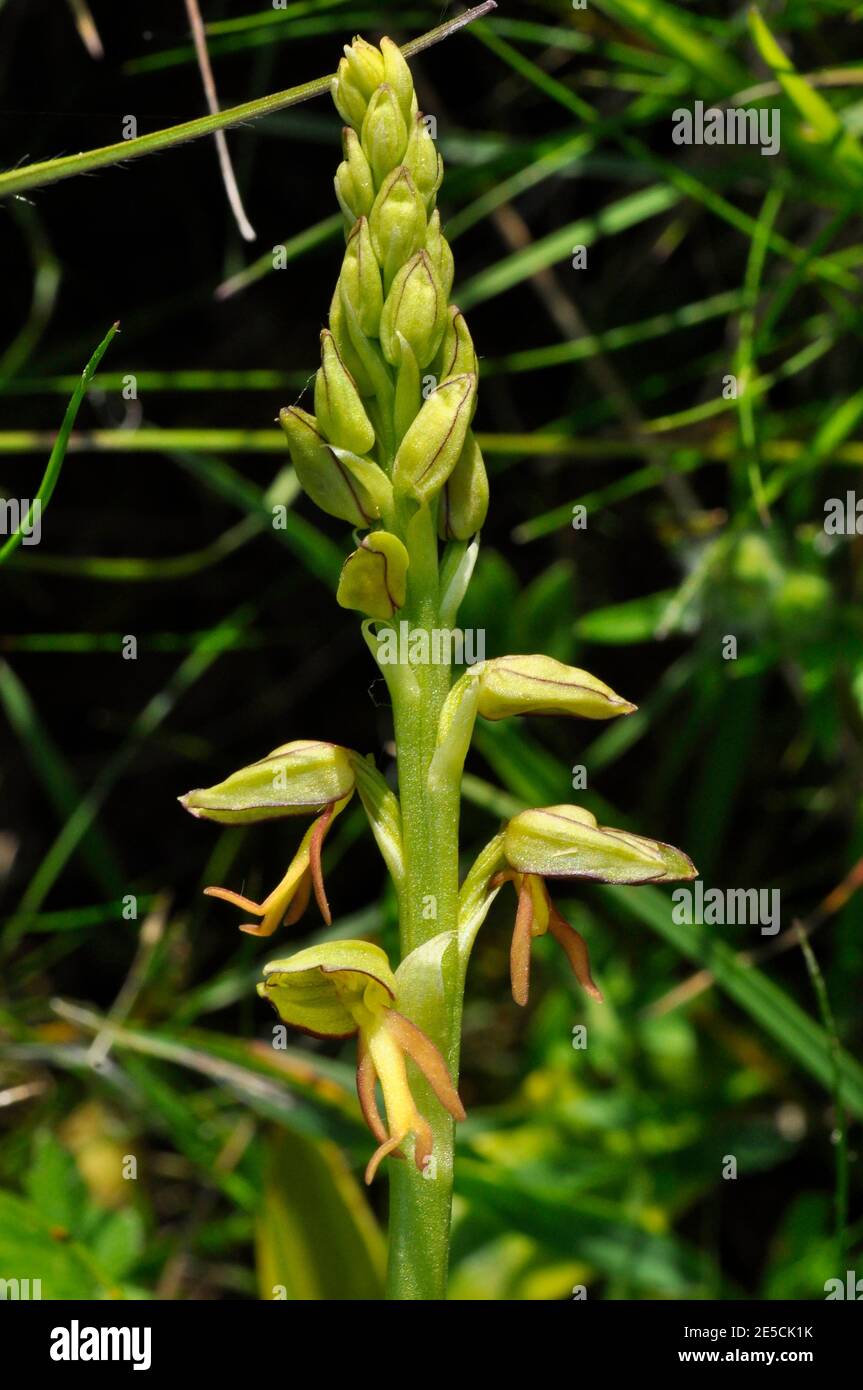 L'uomo,orchidee Orchis anthropophora, in via di estinzione, fiori giallo verde, Wiltshire, Regno Unito Foto Stock