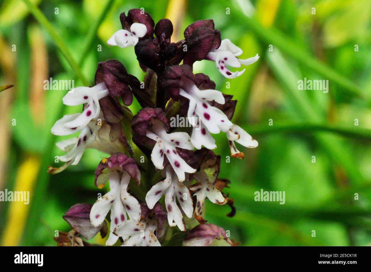 Bruciò Orchid 'Neotinea ustulata' trovato su antiche, corto, prati calcarei.Inizio modulo,fiori da maggio a giugno. Wiltshire, Regno Unito. Foto Stock