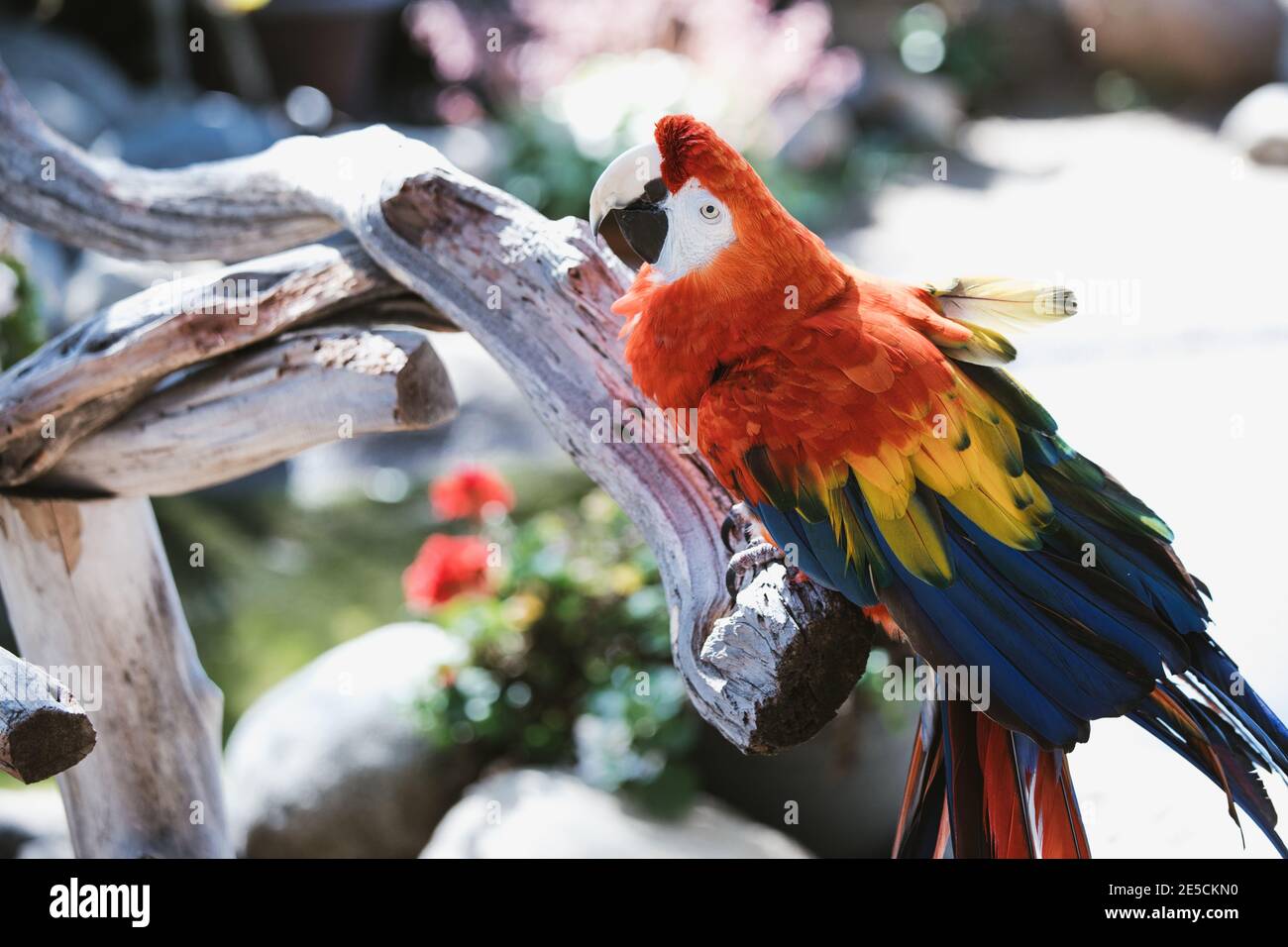 Bella foresta amazzonica scarlatto macaw sul ramo albero con fiori e verdi Foto Stock