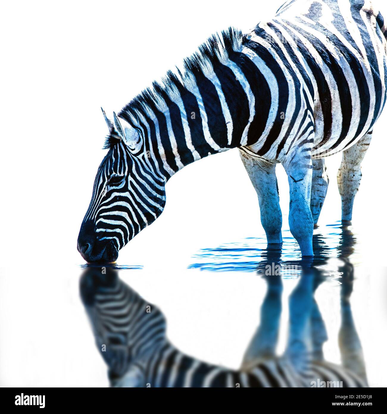 Ritratto di una zebra che si trova in una buca d'acqua potabile, Sudafrica Foto Stock