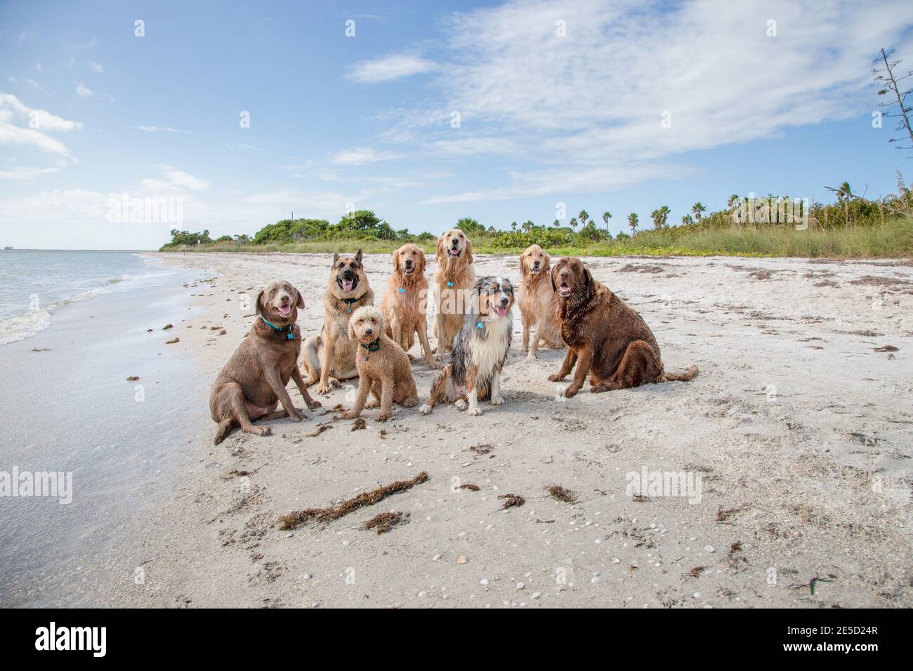 Otto cani seduti sulla spiaggia, Florida, Stati Uniti Foto Stock