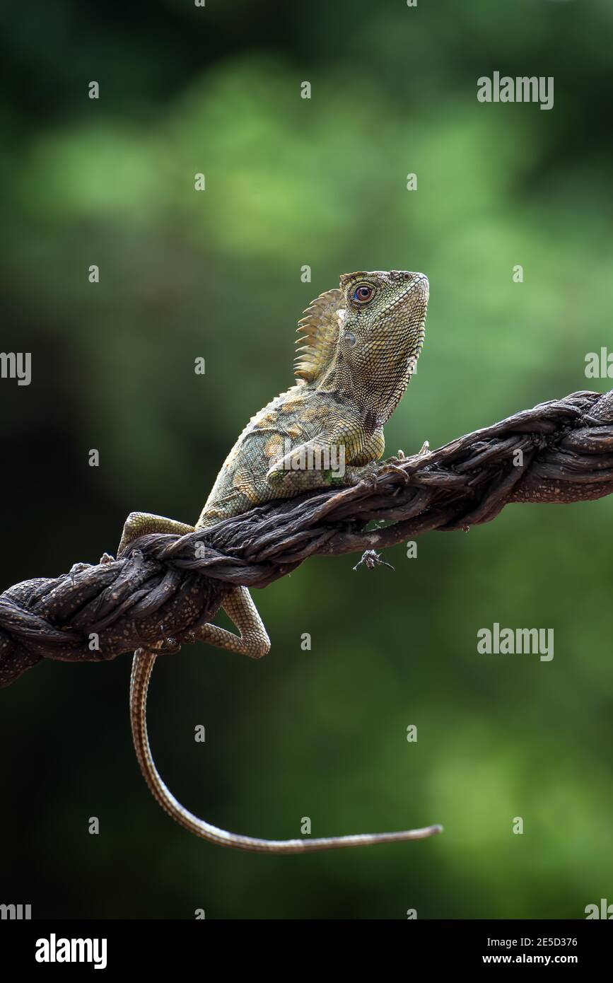 Foresta drago lucertola su un ramo, Indonesia Foto Stock