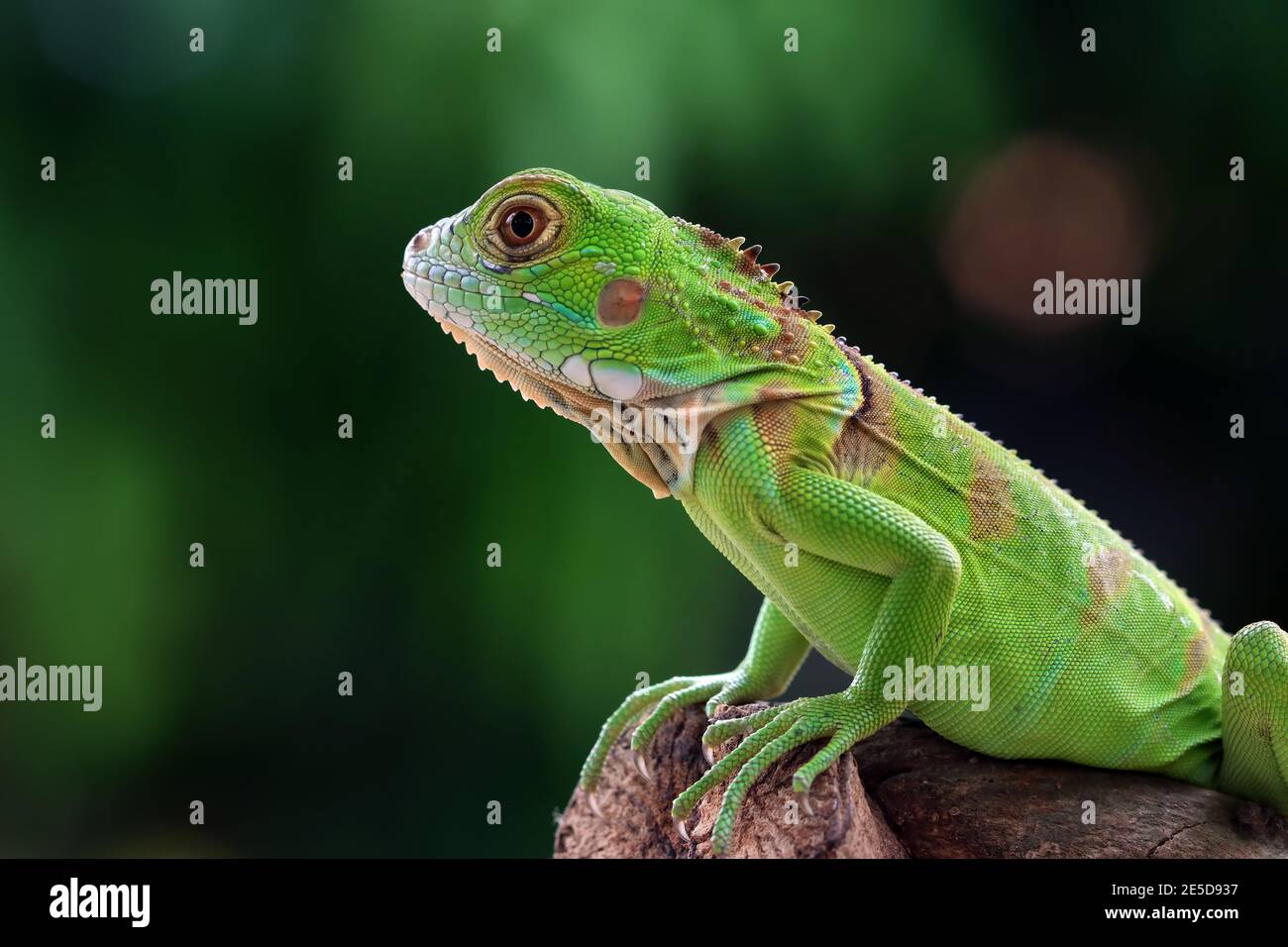 Ritratto di un iguana verde su un ramo, Indonesia Foto Stock