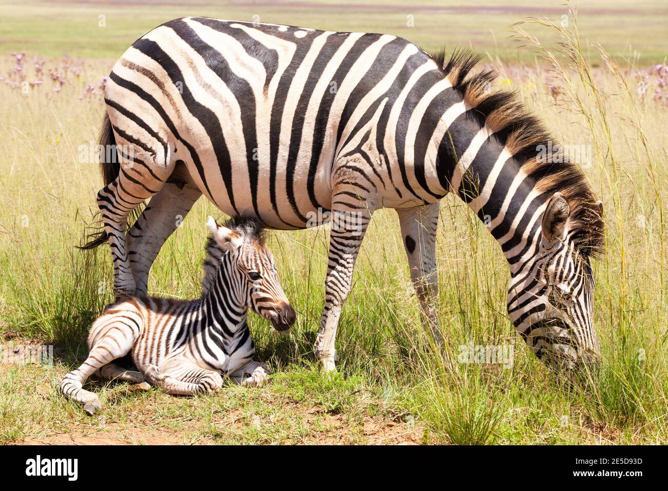 Zebra foal giace accanto alla sua madre, Rietvlei Riserva Naturale, Sud Africa Foto Stock