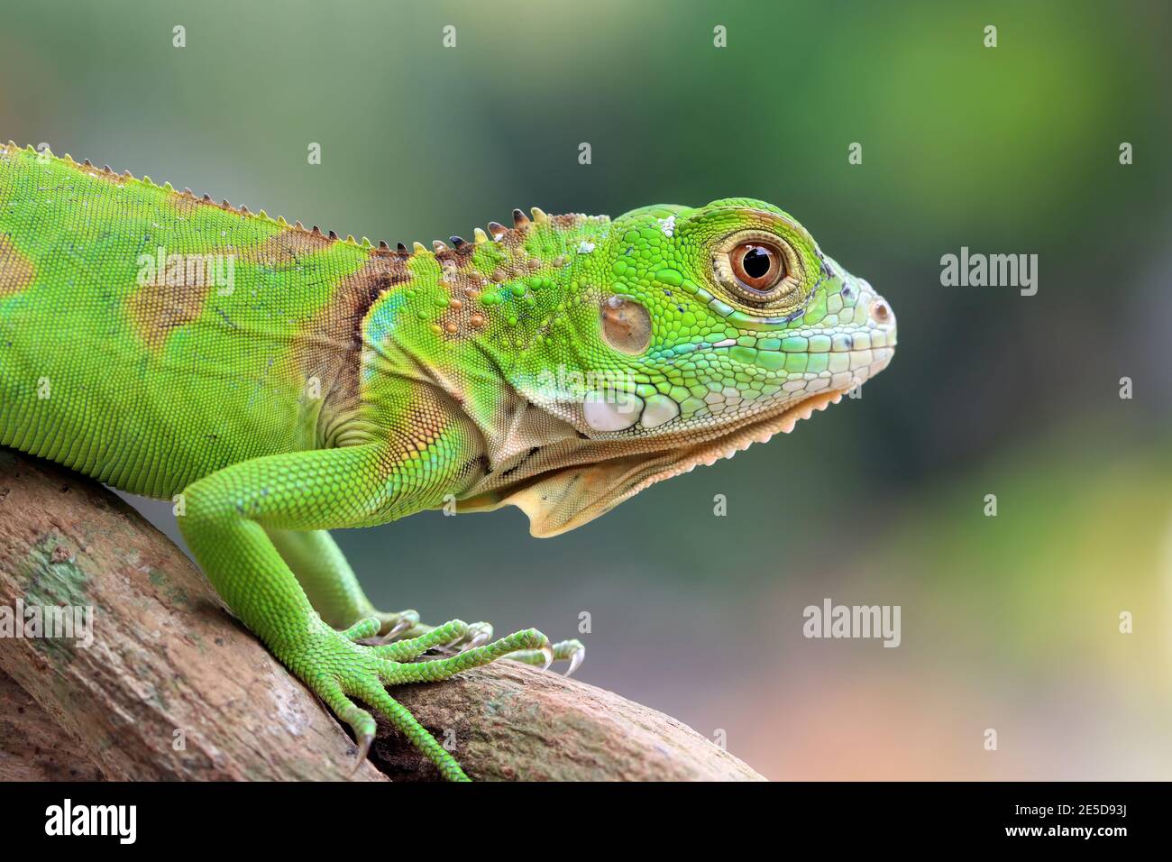 Ritratto di un iguana verde su un ramo, Indonesia Foto Stock