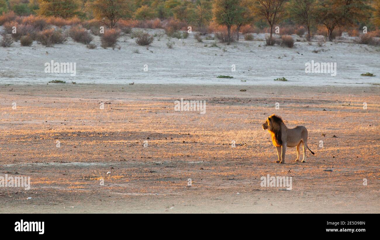 Leone di Kalahari dalla manica nera, deserto di Kgalagadi, Parco di Kgalagadi TransFrontier, Sudafrica Foto Stock