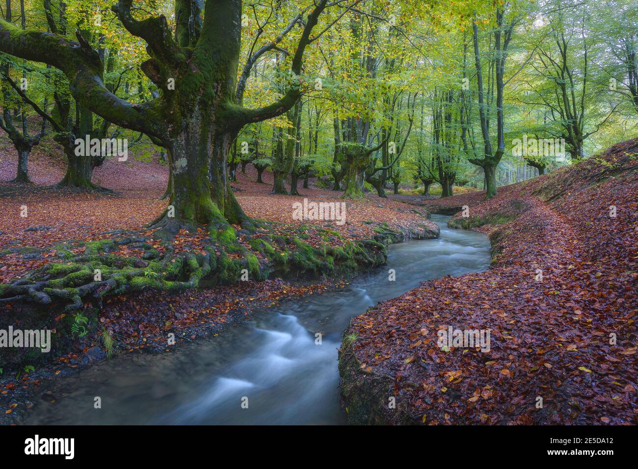 Fiume attraverso Hayedo de Otzarreta, Paesi Baschi, Spagna Foto Stock