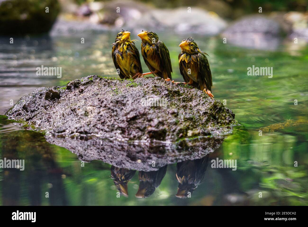 Tre uccelli tessitori seduti su una roccia nel fiume, West Lombok, Indonesia Foto Stock