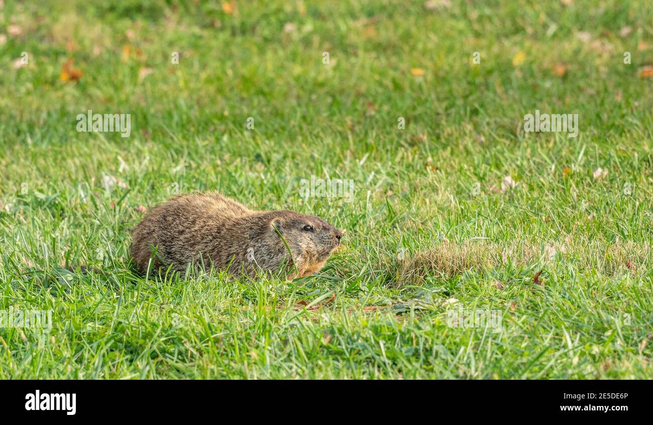 Alert Groundhog cerca pericolo pronto per saltare in burrow. Foto Stock