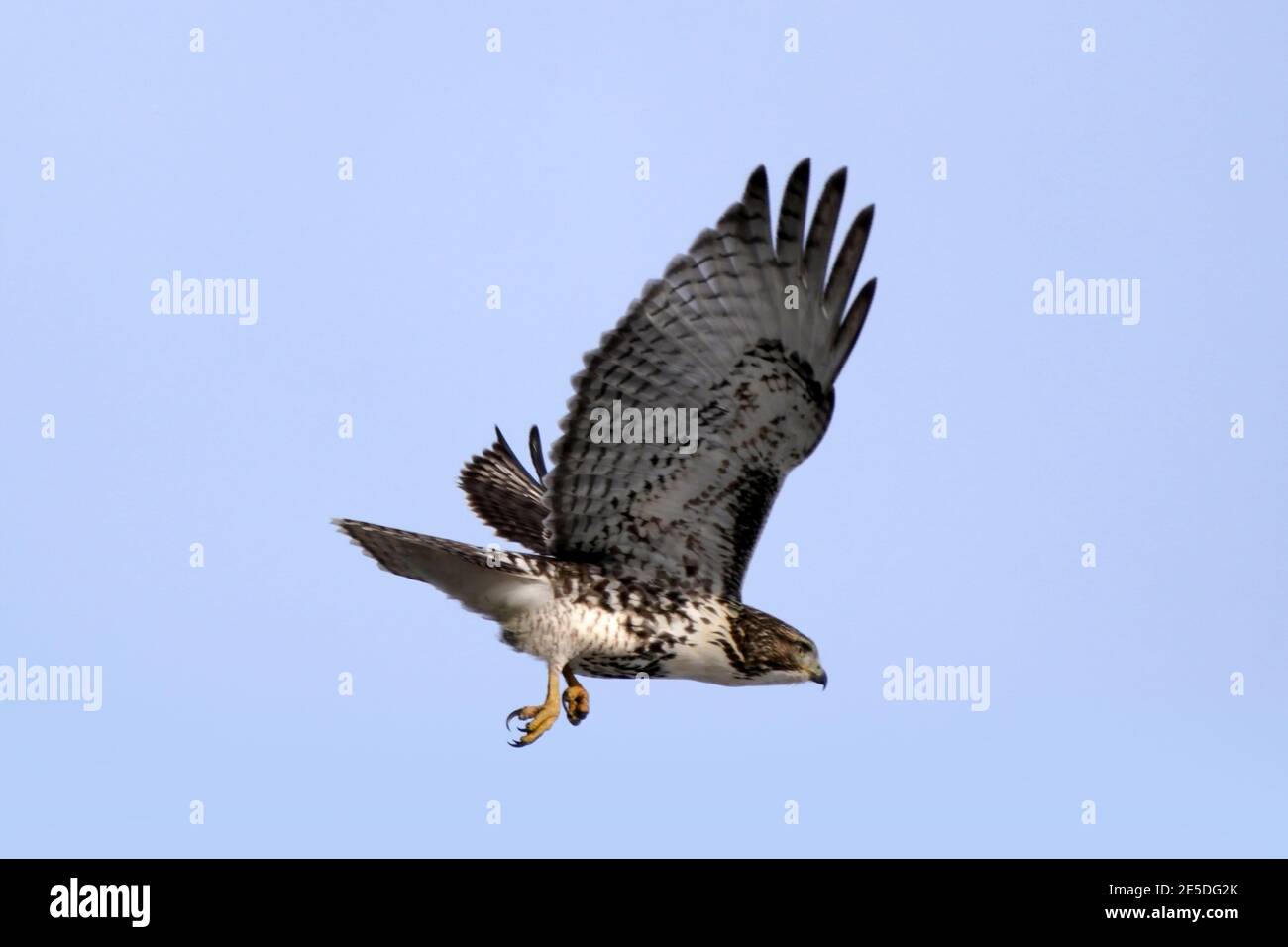 Barcovan Beach cigno gregge Foto Stock