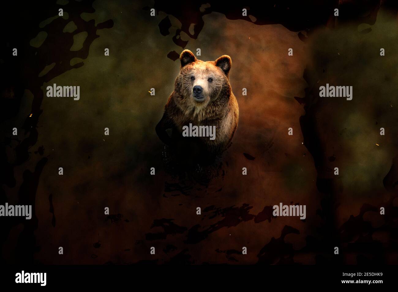 Vista dall'alto di un orso in piedi in un fiume, Italia Foto Stock