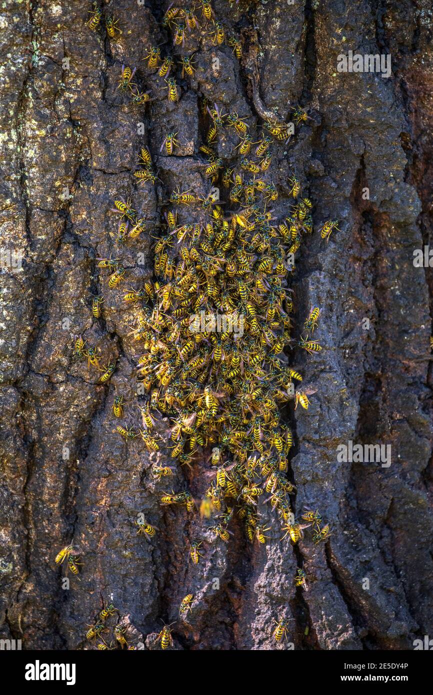 sciame di vespe Foto Stock