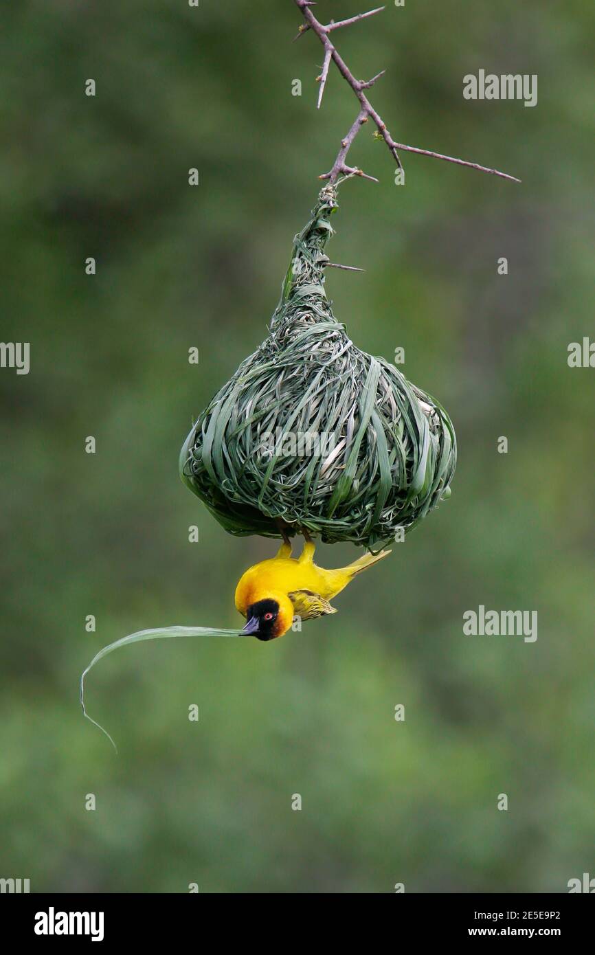 Vitellina Masked Weaver (Ploceus vitellinus) maschio al nido con nidificazione materiale, Serengeti National Park, Tanzania Foto Stock