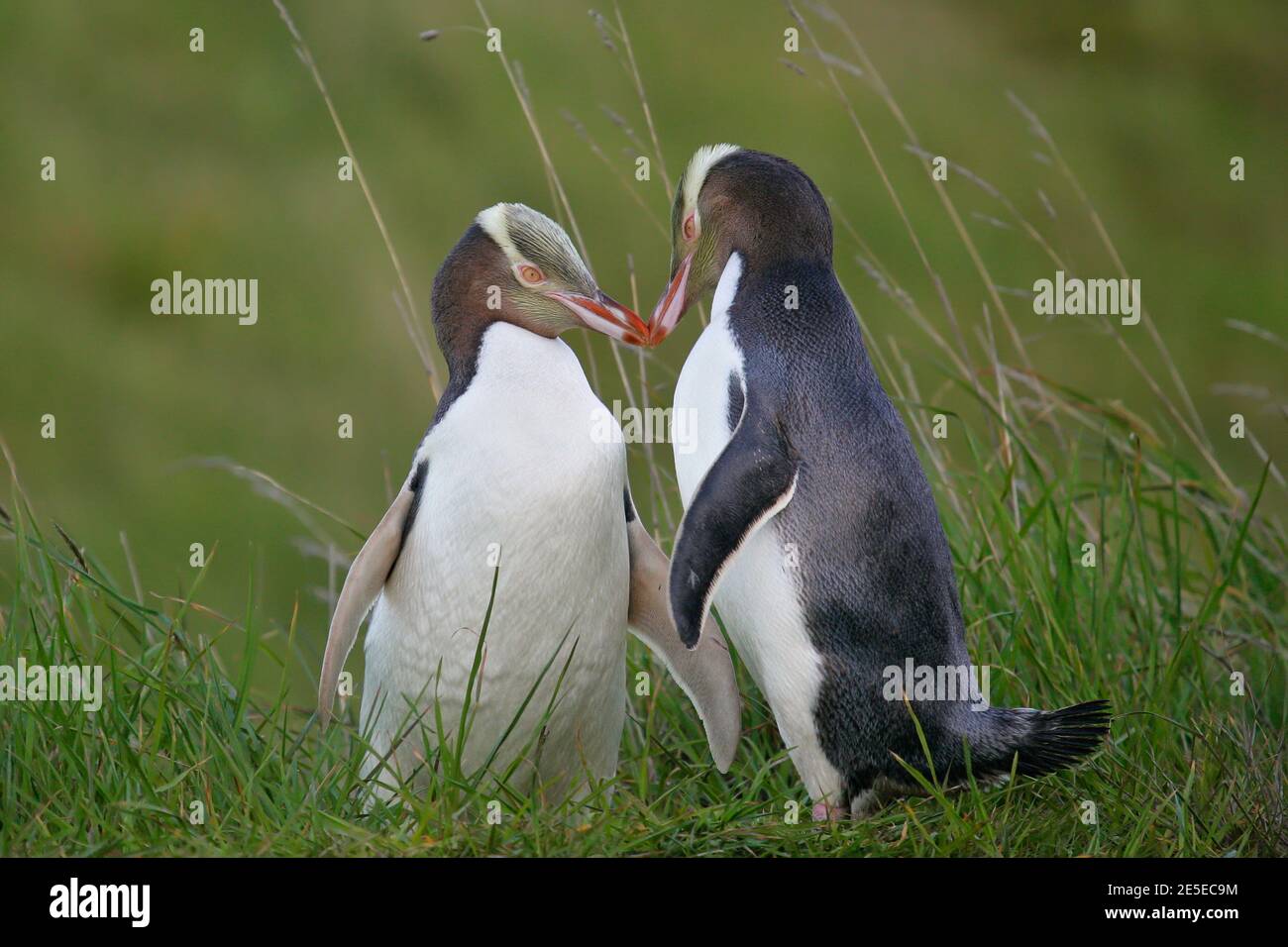 Penguin dagli occhi gialli (antipodi Megadyptes) Coppia che tocca e bacia teneramente, Penisola di Otago, Nuova Zelanda Foto Stock