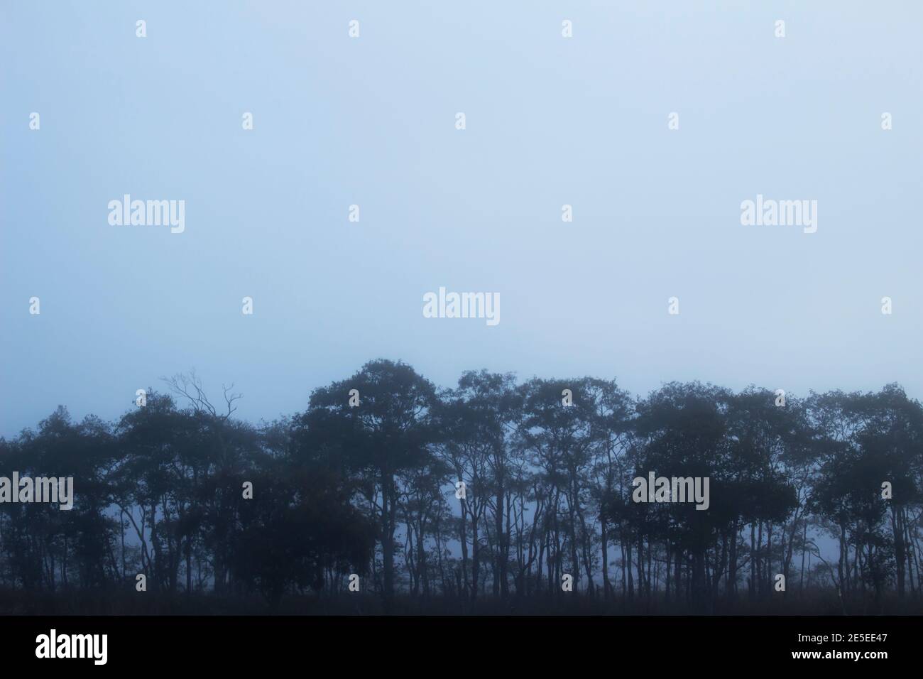 Un paesaggio di boschetto con una misteriosa nebbia mattutina Foto Stock