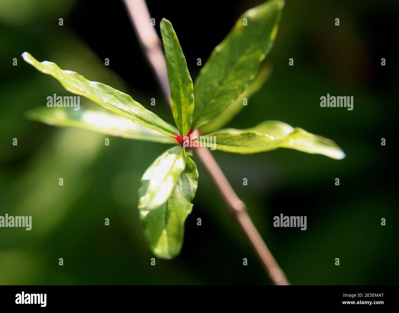 Primo piano della foglia di melograno Foto Stock