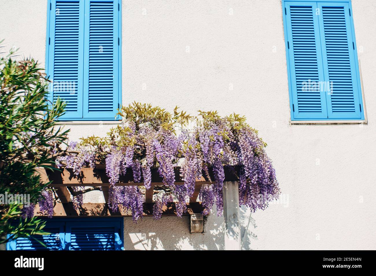 Grappoli di fiori lilla wisteria su un arco di legno contro il muro di una casa a cassettoni. Foto Stock