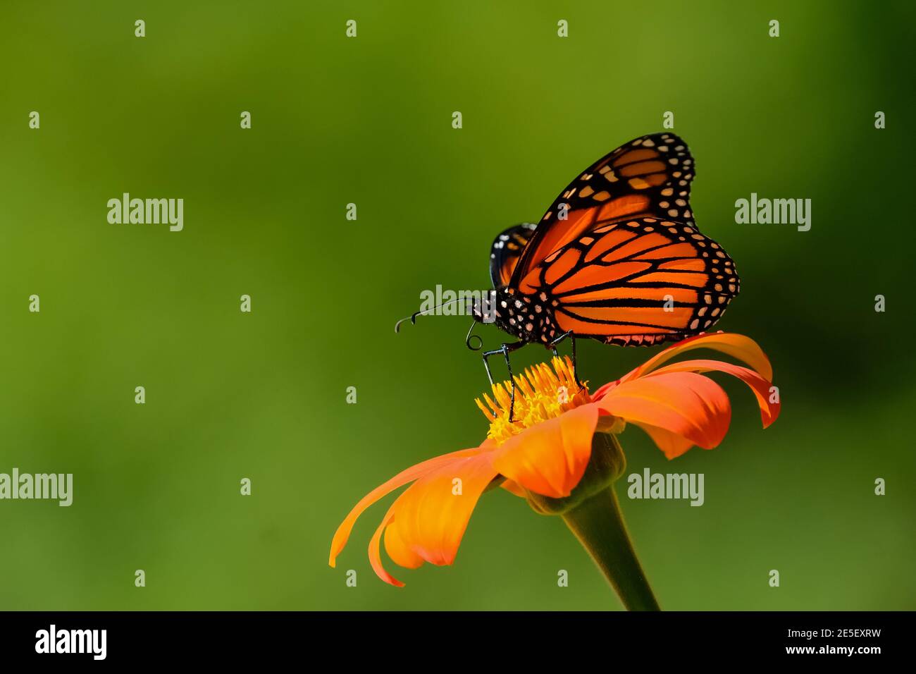 Una farfalla monarca si festica su un fiore di Zinnia. Foto Stock