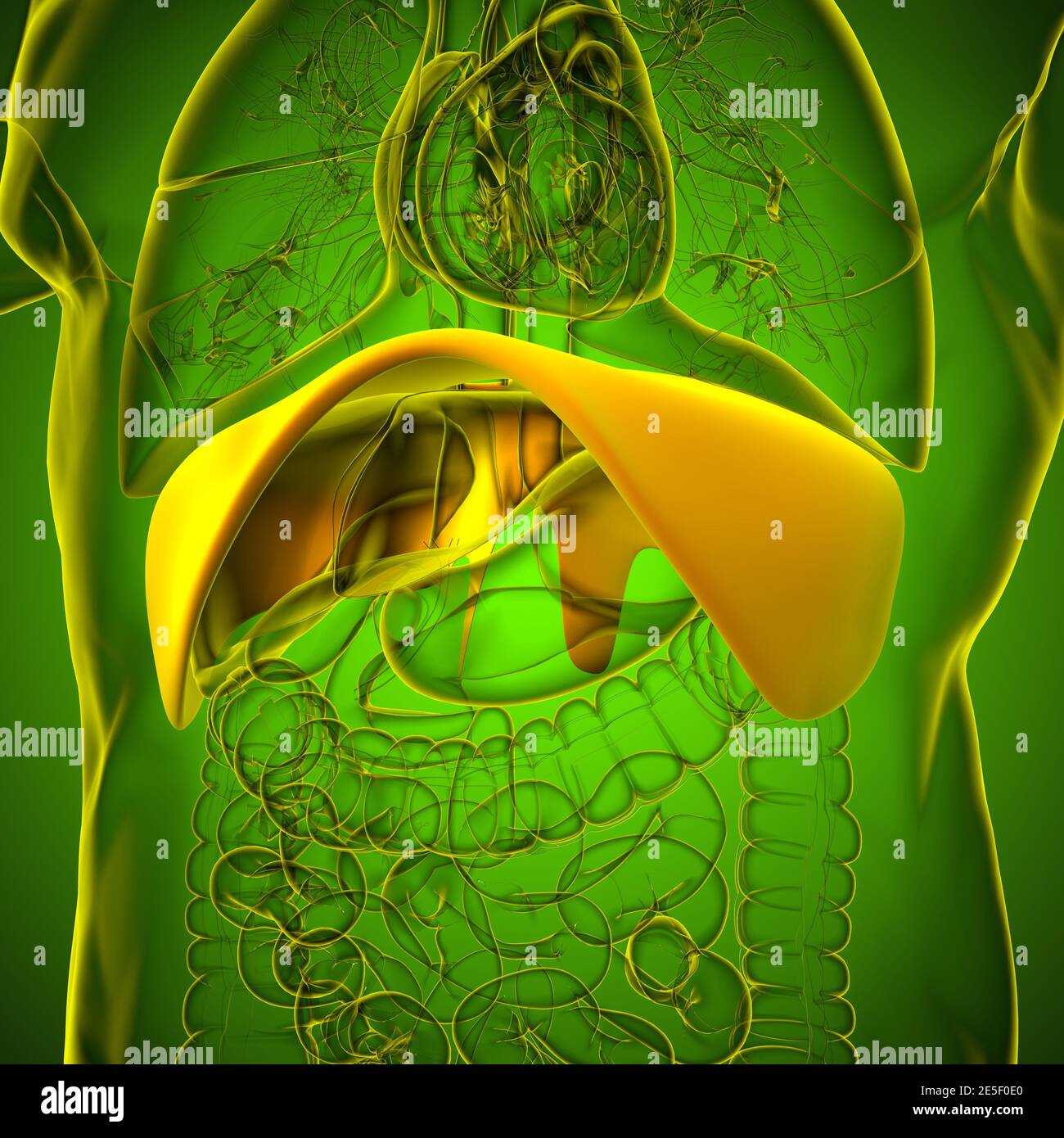 Anatomia del sistema respiratorio umano a diaframma per l'illustrazione 3D del concetto medico Foto Stock
