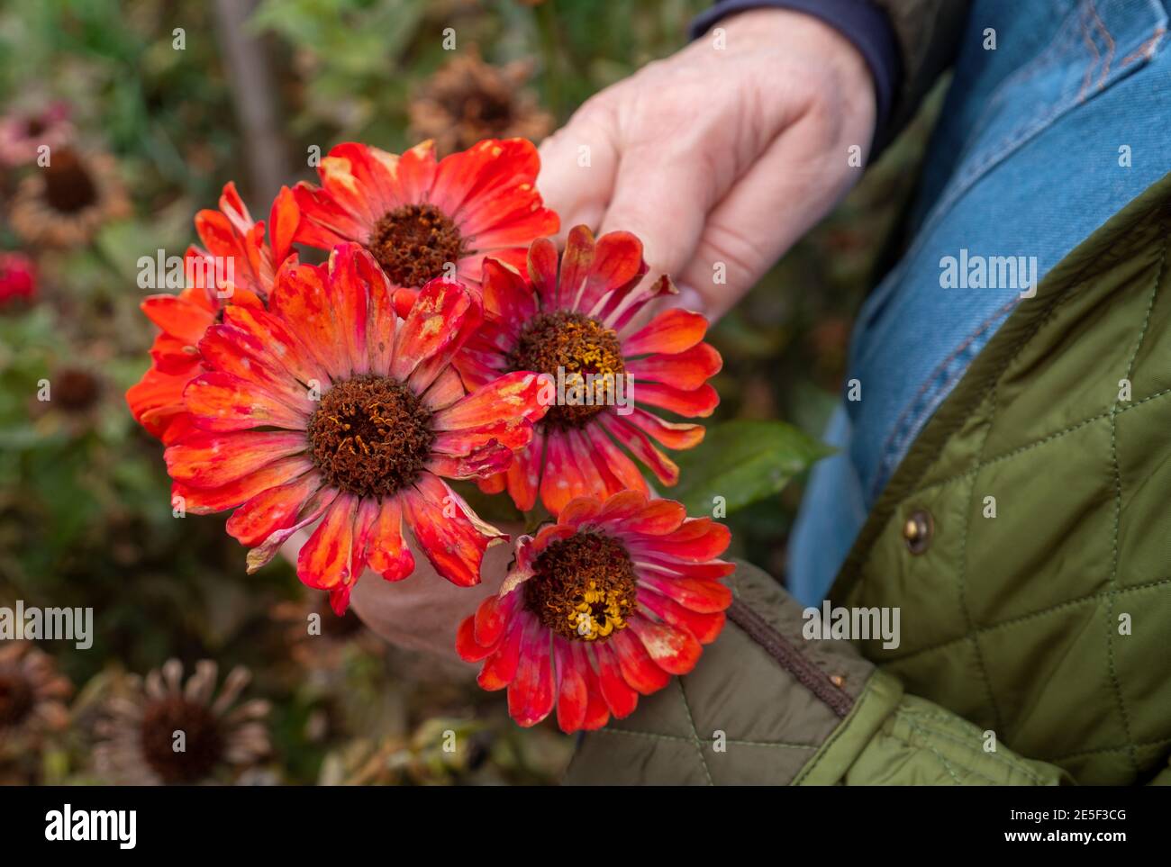 diversi fiori di zinnia rossa nelle mani del giardiniere premuroso in giardino Foto Stock