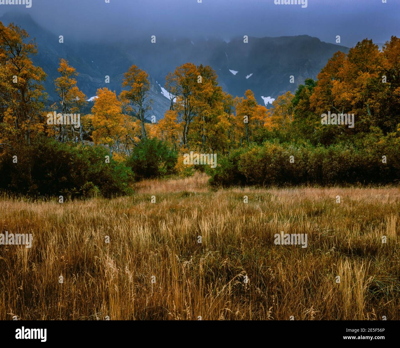 Nuvole di tempesta, Aspens, Mount Wood, Ansel Adams Wilderness, Inyo National Forest, Eastern Sierra, California Foto Stock