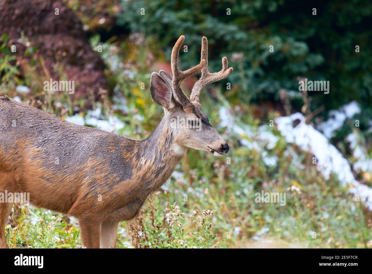 Un buck di Mule Deer (Odocoileus hemionus) con corna di velluto in una foresta in Colorado Foto Stock