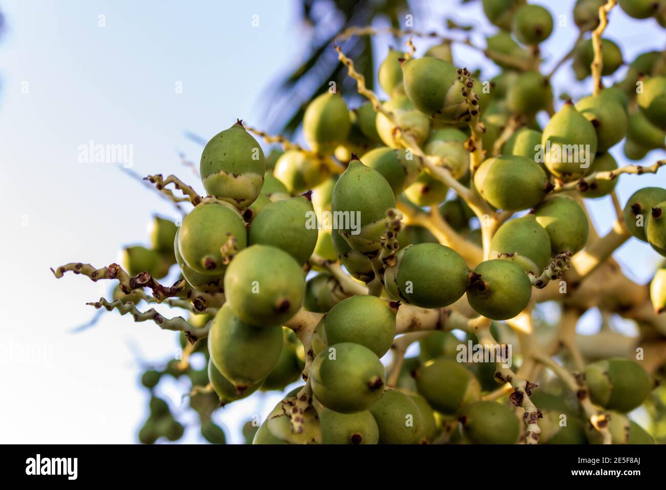Le palme verdi prendono su un getto giallo nel sole tropicale tardo pomeriggio. Foto Stock