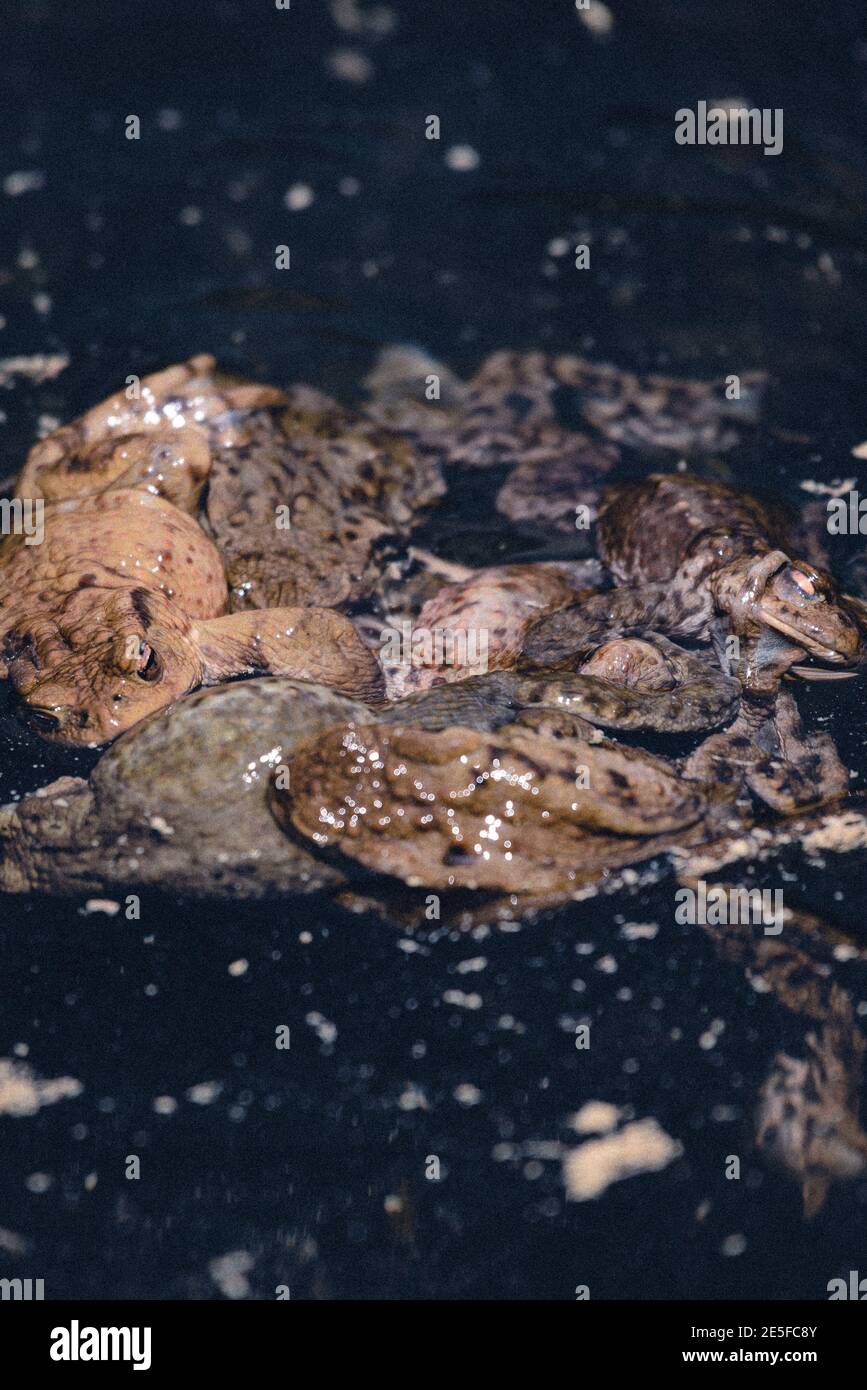 Grandi rane nell'acqua di un lago Foto Stock