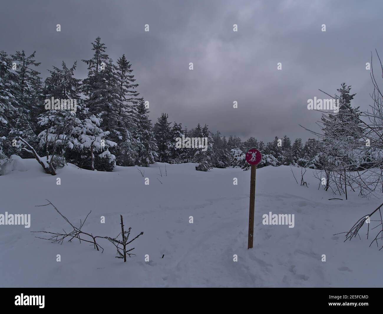 Splendido paesaggio invernale nella bassa catena montuosa Foresta Nera con prato innevato e alberi in giornata nuvolosa con segnavia di colore viola. Foto Stock