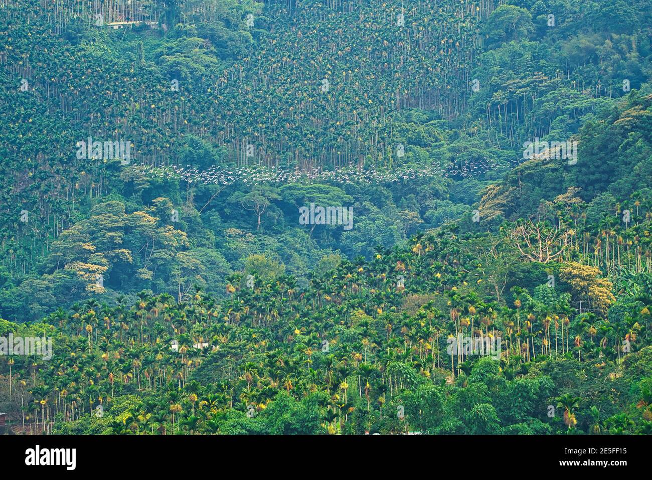 I bovini Egrets volano attraverso la valle tra gli alberi di betel noci. Tè, bambù, betel noce albero, bestiame Egret migrazione, Chiayi County Meishan Township fe Foto Stock