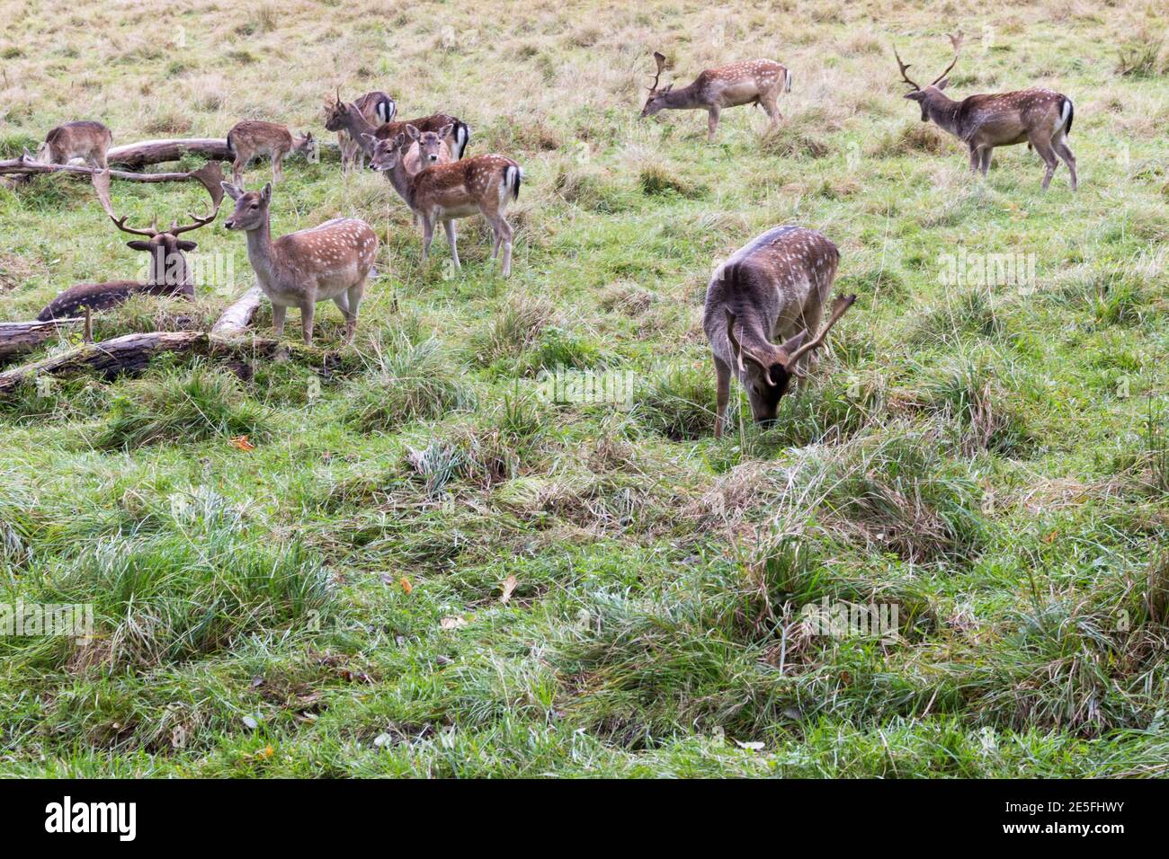 Una mandria di cervi a riposo pascolano pacificamente in un lussureggiante prato verde, mostrando la loro bellezza naturale ed eleganza in un tranquillo ambiente di campagna. Foto Stock