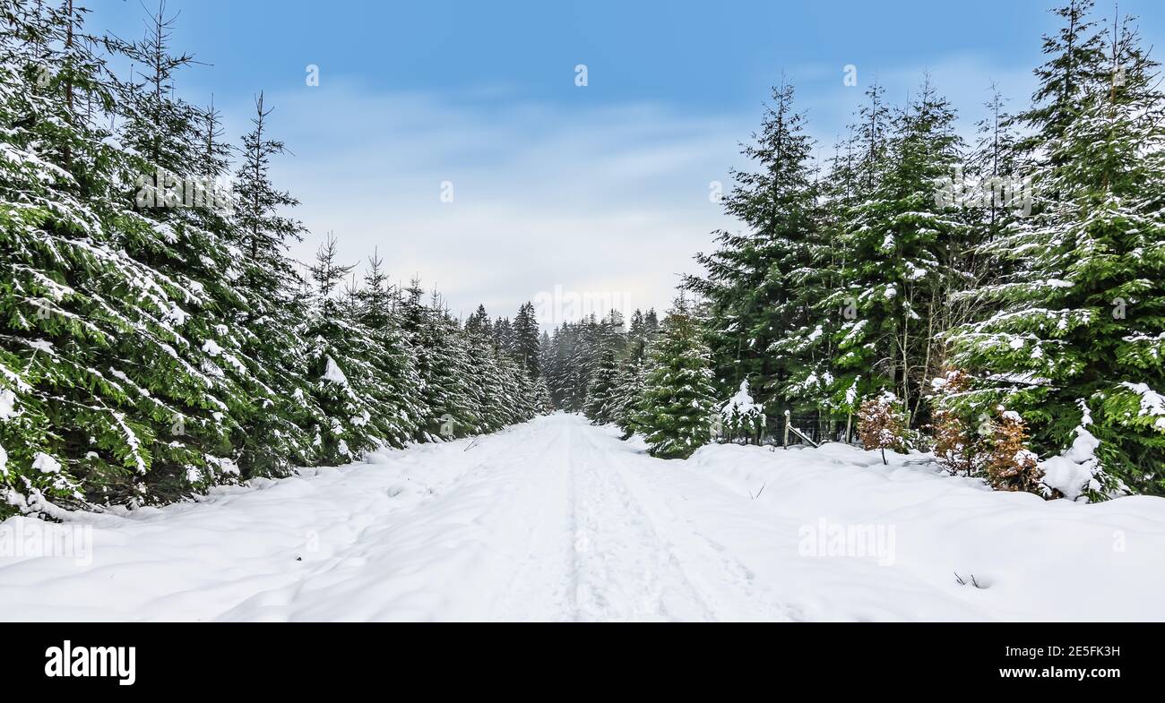 Paesaggio forestale invernale con alberi innevati e sentiero escursionistico nelle alte Fens delle Ardenne, Eifel belga, Belgio. Foto Stock