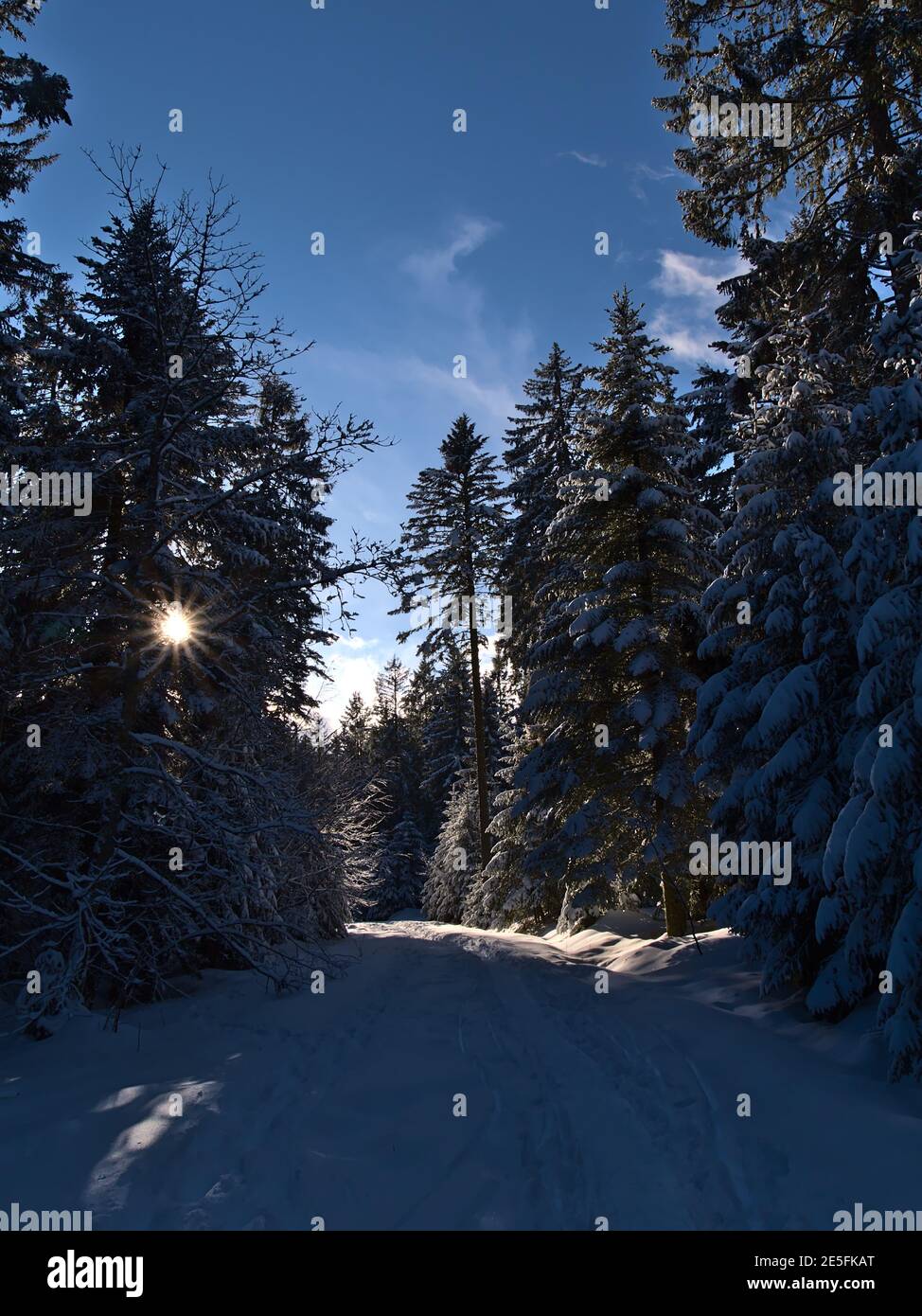 Strada forestale coperta di neve con impronte e sole che splende attraverso i rami congelati di abeti in giornata di sole nella stagione invernale vicino a Kniebis. Foto Stock