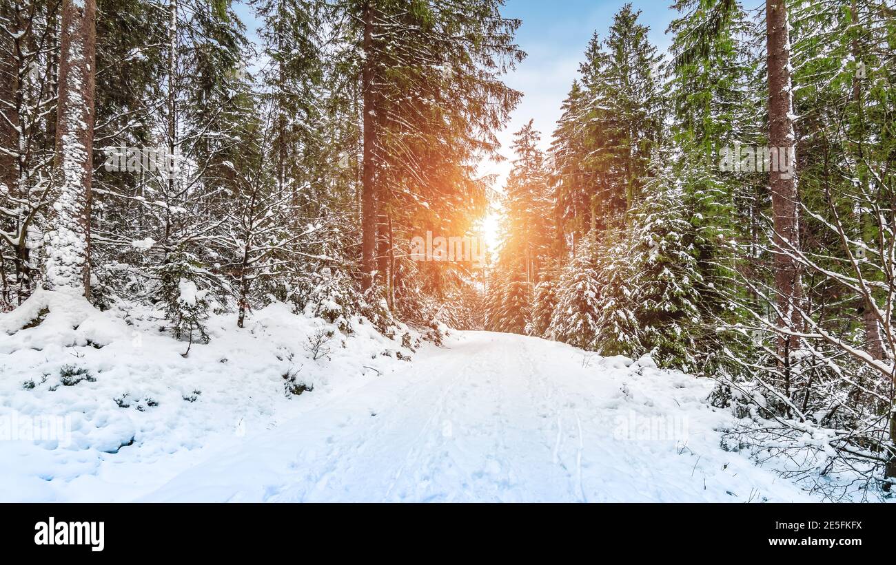 Tramonto in una foresta innevata con sentiero escursionistico a Rocherath, Bullingen, Eifel belga nelle Ardenne. Foto Stock