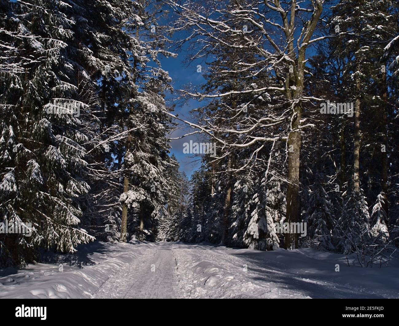 Splendido paesaggio invernale con sentiero che conduce attraverso una foresta con alberi innevati vicino a Kniebis, Freudenstadt, Germania, nelle colline della Foresta Nera. Foto Stock